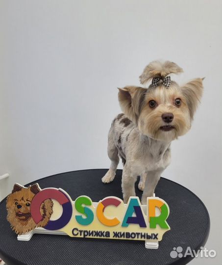 Мальчишка с шоколадным носом