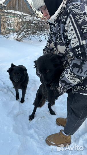 Взрослые щенки в добрые руки