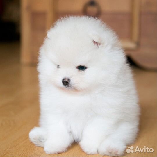 Шпиц мини мишка