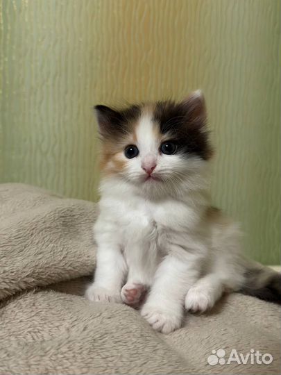 Кошечка трехцветная