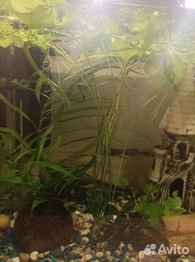 Нимфея