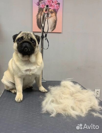 Груминг.Стрижка собак.Экспресс Линька