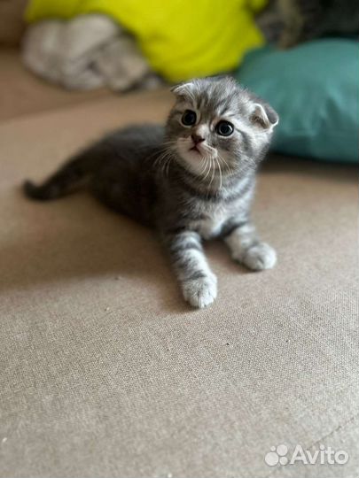 Британские котята