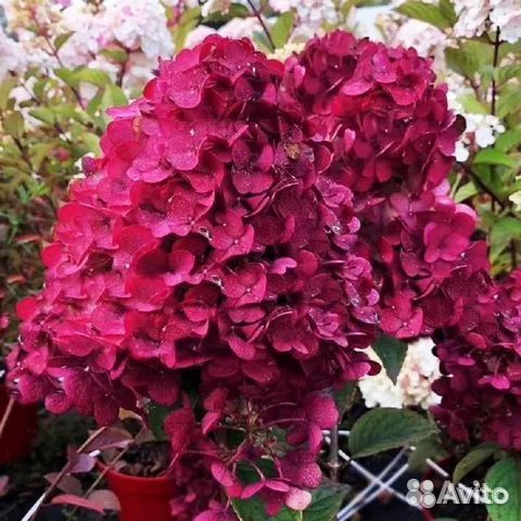 Саженцы Гортензия метельчатая Самарская Лидия