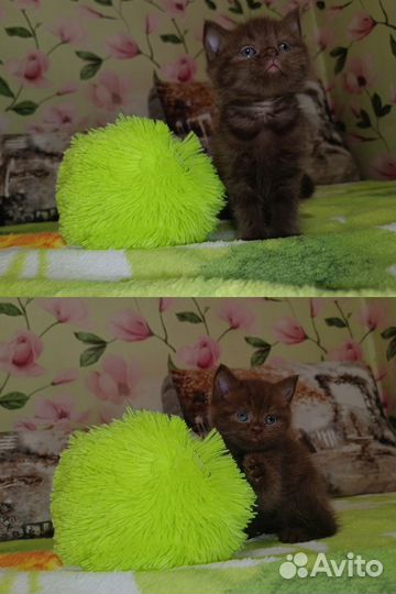 Шотландские