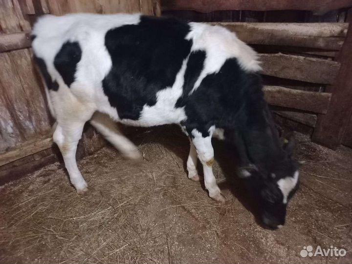 Корова телка