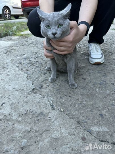 Русская голубая