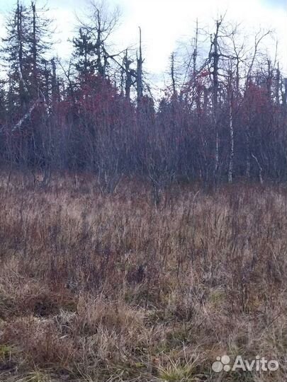 Охота и рыбалка