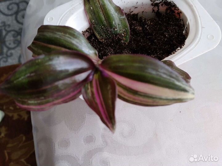 Комнатные растения номер 6