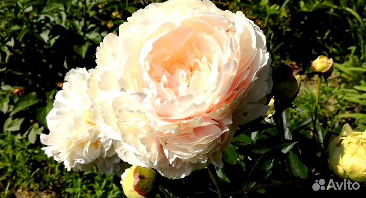 Пион Соланж