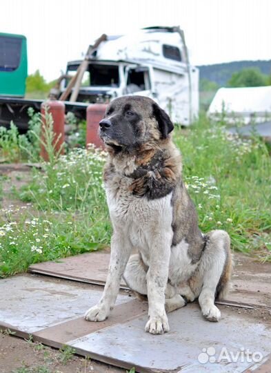 Метис акиты