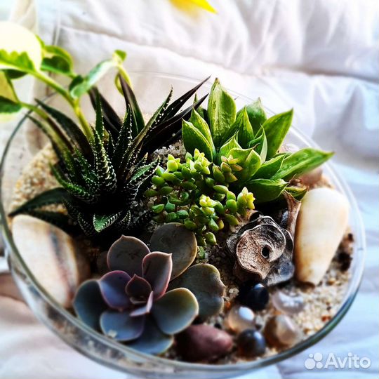Флорариум на заказ суккуленты