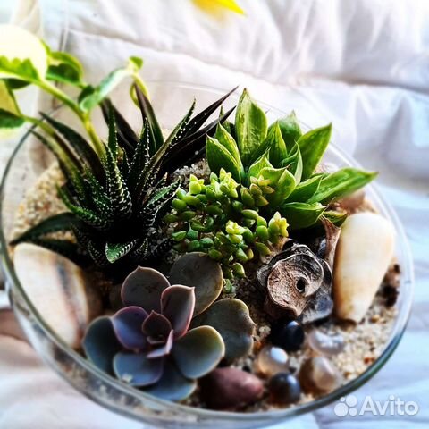 Флорариум на заказ суккуленты