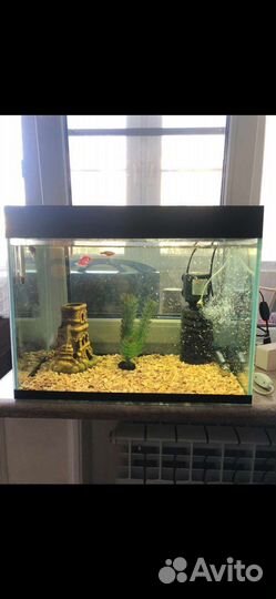 Аквариум