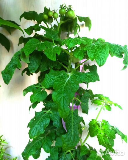 Рассада томатов комнатных