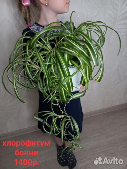 Растения для Вашего дома и квартиры