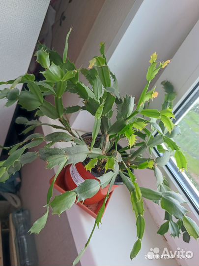 Декабрист шлюмбергера