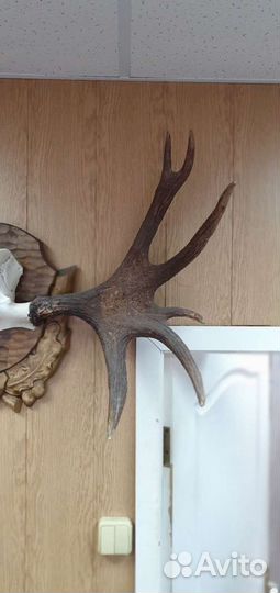Рога лося