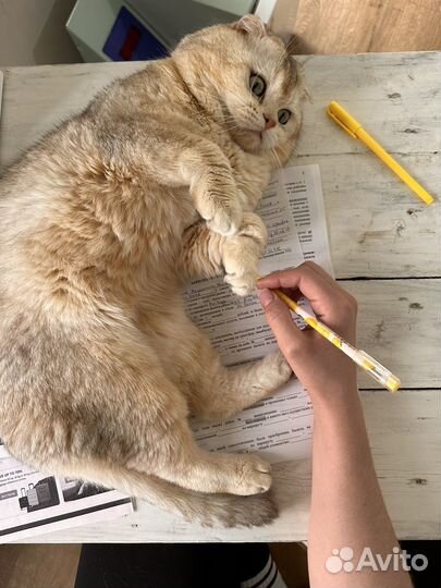 Шотландский вислоухий кот вязка