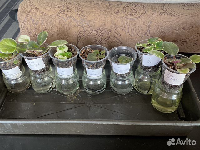 Детки сортовых фиалок