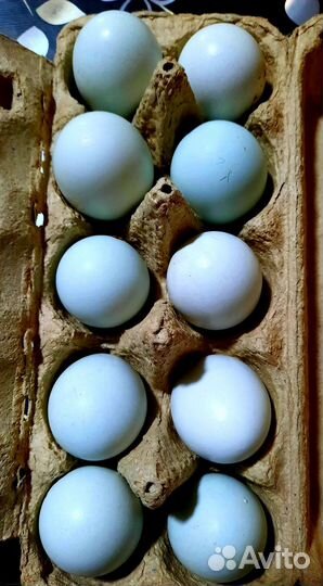 Инкубационное яйцо амераукана лаванда