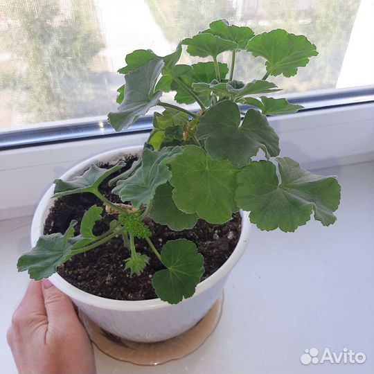 Герань пеларгония