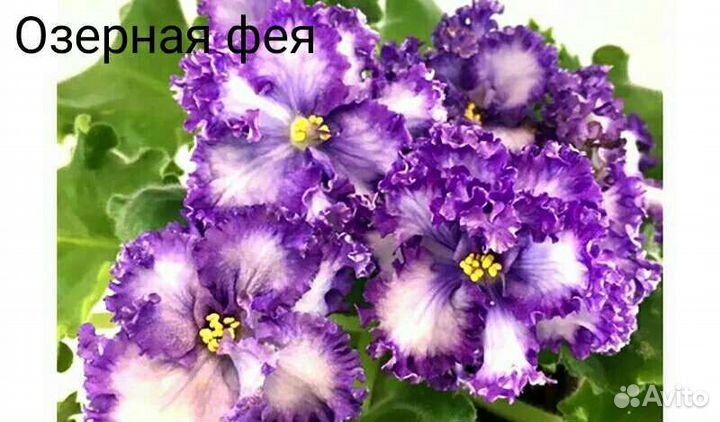 Фиалки набор №8 укорененных листов 7 разных сортов