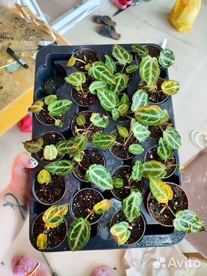 Антуриум кристалл хоуп d6 списание