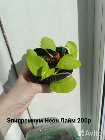 Эпипремнум