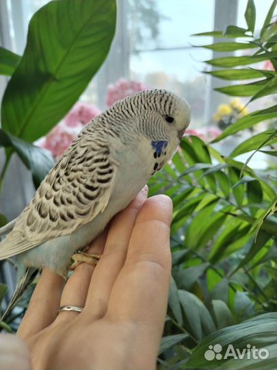 Попугай ввп