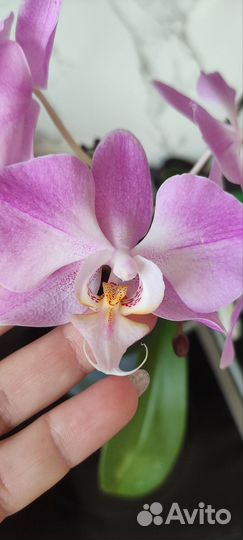 Орхидея фаленопсис, растение маленькое