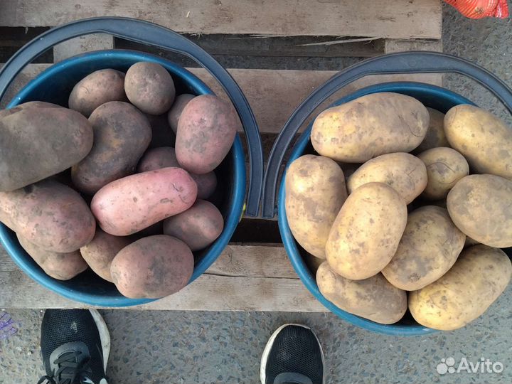 Картофель белый и розовый без болячек крупная