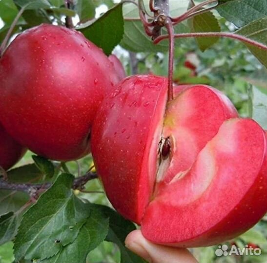 Яблоня Цирцея красномясная