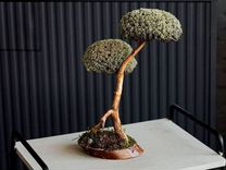 Дерево бонсай из цетрарии ручная работа