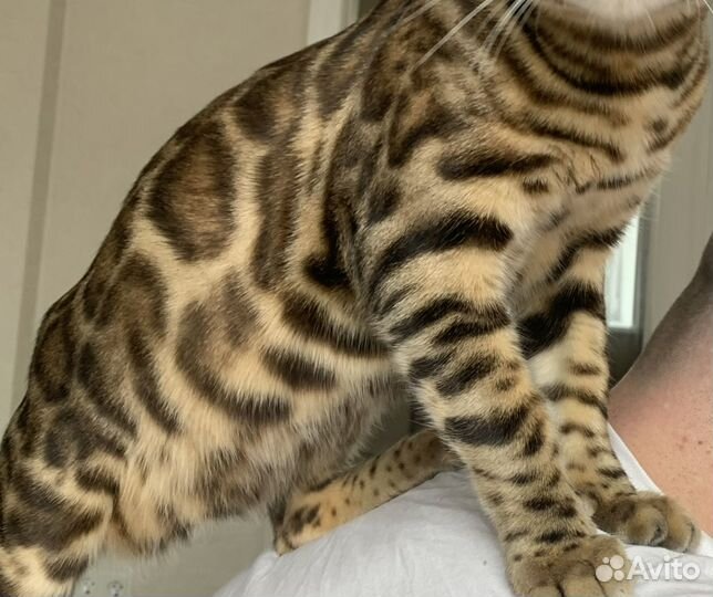 Бенгальский кот