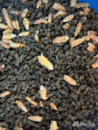 Иван-чай «Дыхание леса» с пoчкoй сoсны №209