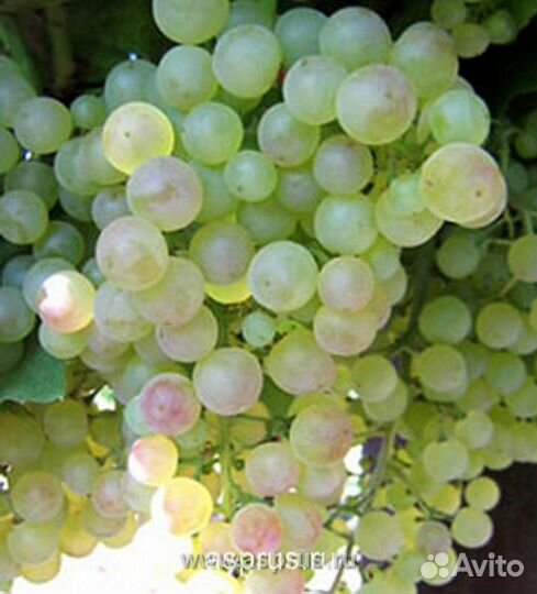 Саженцы большой ассортимент