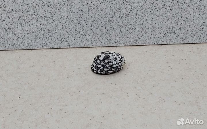 Нерита 2,8 морская ракушка раковина