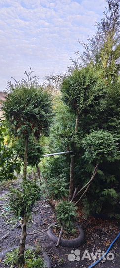 Туя, Колумна (Колоновидная, семенная)