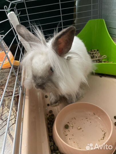 Декоративные кролики