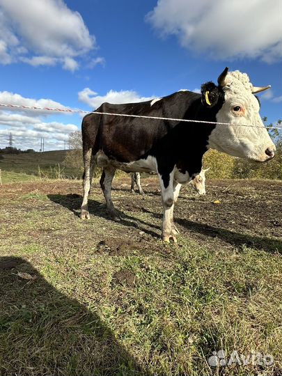 Корова дойная