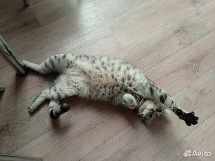 Шотландская кошечка