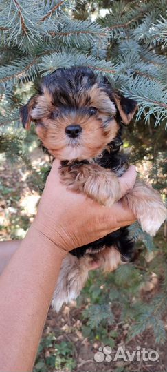 Йоркширский терьер