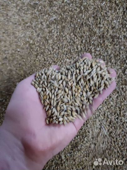 Зерно ячмень