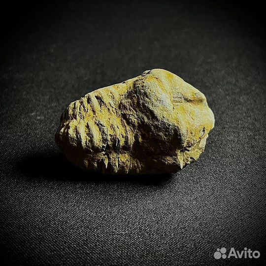 Трилобит окаменелость ископаемое