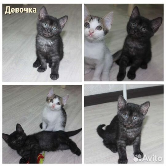 Котята отдам бесплатно