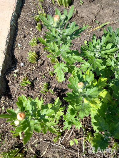 Хризантема 