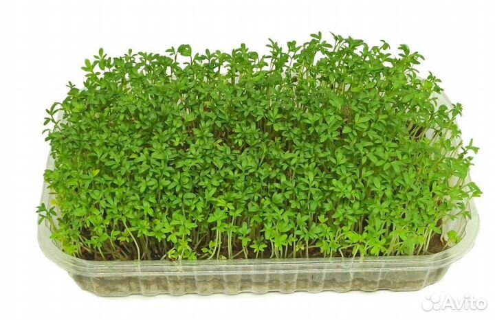 Микрозелень в Апрелевке
