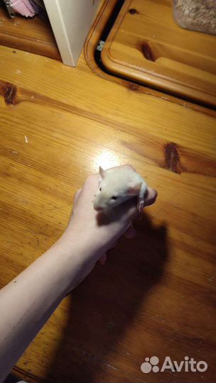 Декоративные крысята