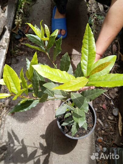 Лавровый лист